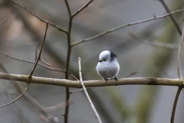 Tail Tit Sitting Branch Forest — 스톡 사진