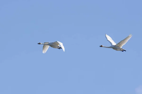 Dois Cisnes Jovens Voando Formação Céu — Fotografia de Stock