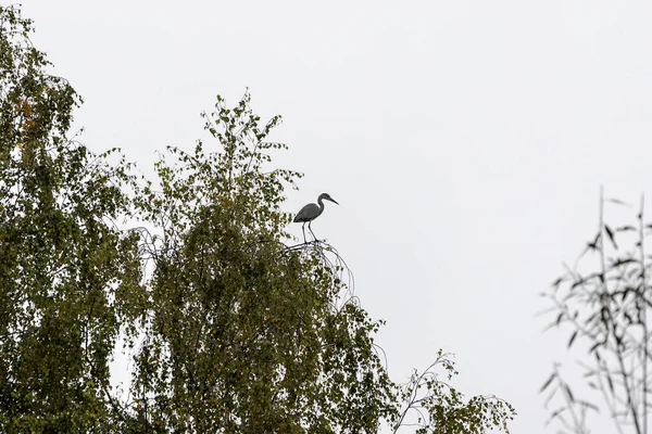 Graureiher Auf Den Zweigen Einer Birke Nebel — Stockfoto