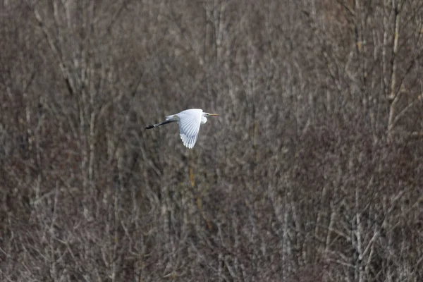 Grande Aigrette Blanche Survolant Lisière Forêt — Photo