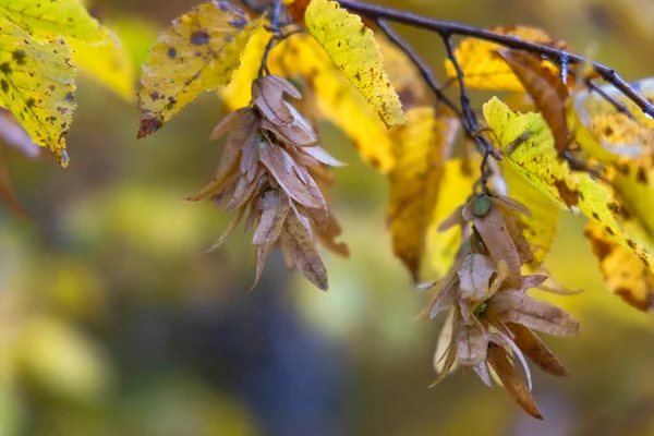 秋の晴れた日には葉が森を覆い — ストック写真