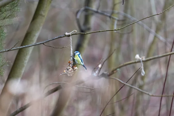 Blue Tit Feeding Place Branch Winter — Stock fotografie