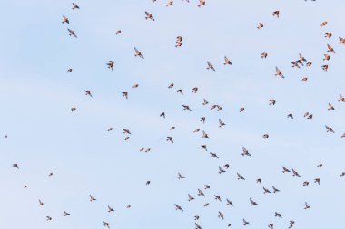 Sabah gökyüzünde bir sürü kuş, arka planda kopyalama alanı, doğa serisi