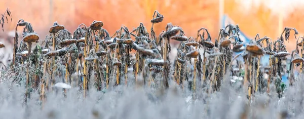 Sahadaki bir grup kuşun yakın plan çekimi.