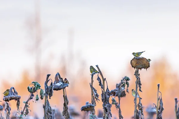 Vari Semi Becco Uccelli Canori Girasoli Sbiaditi Inverno — Foto Stock