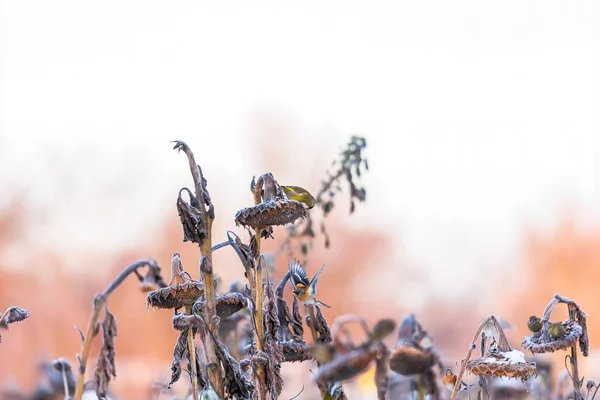 Diverse Zangvogels Pikken Zaden Van Vervaagde Zonnebloemen Winter — Stockfoto