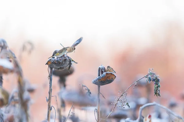Vari Semi Becco Uccelli Canori Girasoli Sbiaditi Inverno — Foto Stock