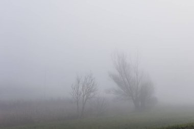 Yoğun siste çalılıklar