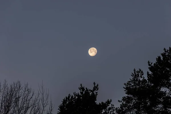 Full Moon Dark Morning Sky Tops Dark Forest — Stockfoto