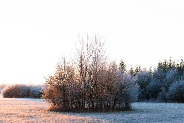 Een Vorst Bedekt Weiland Bij Zonsondergang Natuurgebied Siebenbrunn Bij Augsburg — Stockfoto