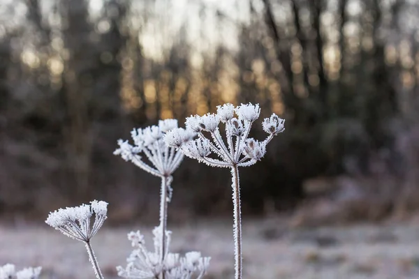 Wild Carrot Flower Umbels Covered Hoarfrost Circling Blurred Background Bokeh — Fotografia de Stock