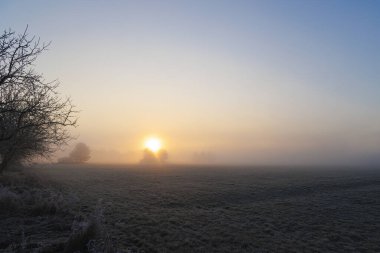 Almanya 'nın Augsburg yakınlarındaki Siebenbrunn doğa koruma alanında gün doğumunda sisli bir çayırı kaplayan kıpkırmızı bir çayırda.