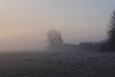 Almanya 'nın Augsburg yakınlarındaki Siebenbrunn doğa koruma alanında gün doğumunda sisli bir çayırı kaplayan kıpkırmızı bir çayırda.