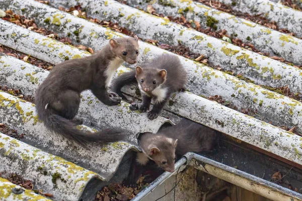 Joung Stone Marten Peeks Out Gutter — Stock Photo, Image