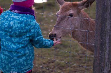 Parkta geyik besleyen küçük bir kız.
