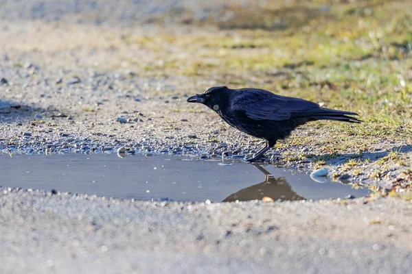 Crow Drinks Water Puddle Dirt Road — Stockfoto