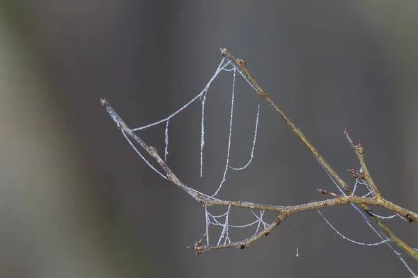 Mooi Spinnenweb Wazige Achtergrond — Stockfoto