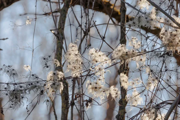 Fluffy Soft Fruiting Bodies Woodland Vine Sunlight — Fotografia de Stock