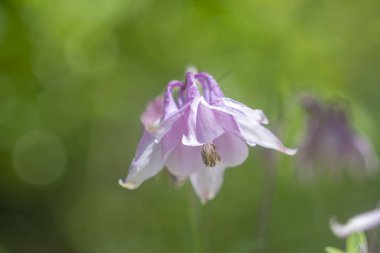 Bulanık bir arkaplan ve sığ bir alan derinliğine sahip bir müktesebatın çiçekleri
