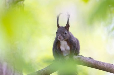 Bir sincap dala oturur.