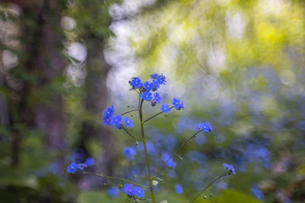 코카서스는 Bokeh 서클의 배경에 대한나를 — 스톡 사진