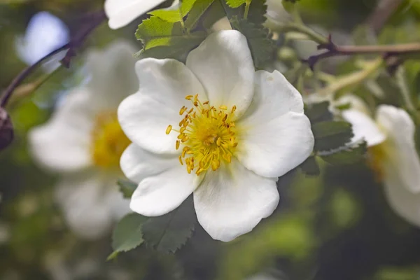 Bloemen Knoppen Van Beverroos — Stockfoto