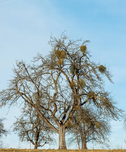 Old Tree Overgrown Mistletoe Winter Bare Branches Meadow — Stock Photo, Image