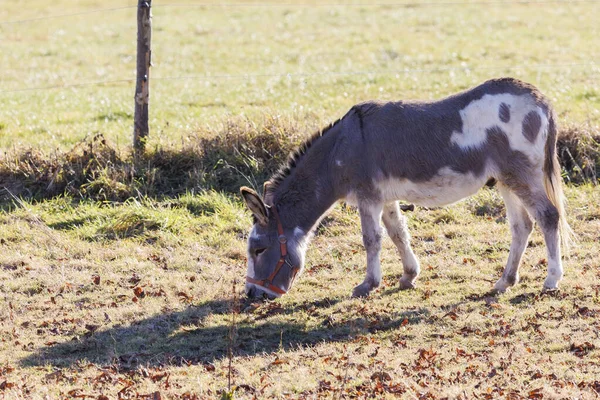 Brown White Spotted Donkey Winter Pasture Wessobrunn Bavaria — Stockfoto