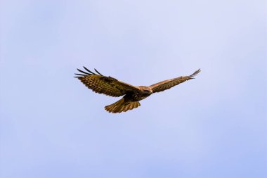 Mavi gökyüzüne karşı kanatlarını açmış uçan şahin.