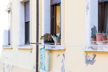 Bir ev kedisi İtalya 'nın Elba adasındaki Portoferraio adasındaki tipik bir İtalyan evinin penceresinden çiçek saksılarının arasına bakar.