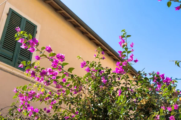 Bouganville Blumen Vor Einem Typisch Italienischen Haus Der Inselhauptstadt Portoferraio — Stockfoto