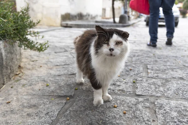 Portrét Zjizvené Pouliční Kočky Malém Pobřežním Městečku Colle Orano Ostrově — Stock fotografie