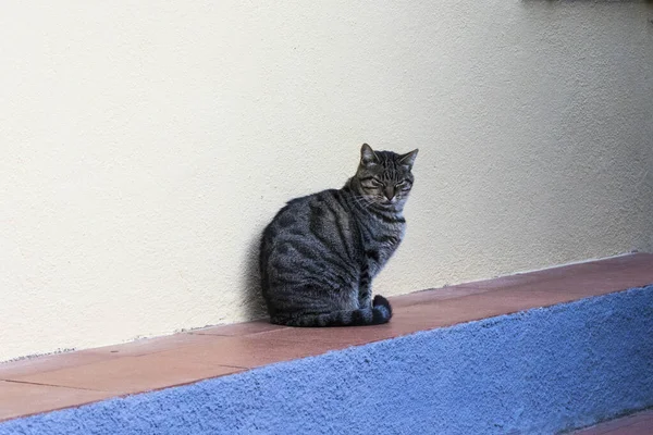 イタリアのエルバ島のColle Oranoの小さな海岸沿いの町で怖い通りの猫の肖像画 — ストック写真