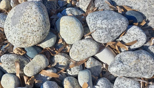 葉を持つ丸い小石のパターン — ストック写真