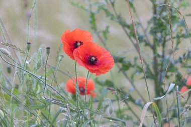 Çayırdaki çiğ taneleriyle kaplı haşhaş çiçeği.