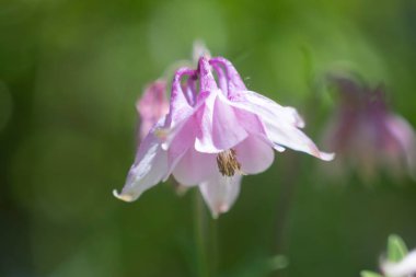 Bulanık bir arkaplan ve sığ bir alan derinliğine sahip bir müktesebatın çiçekleri