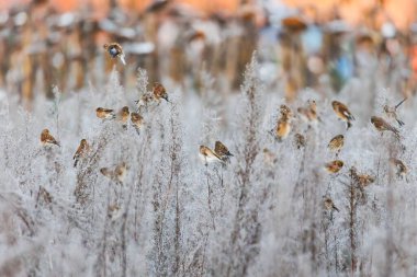 Çeşitli ötücü kuşlar kışın solmuş ayçiçeklerinden tohum gagalarlar