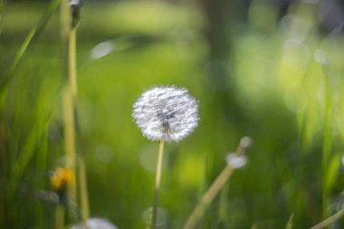 Karahindiba çiçeğinin tohum standı bulanık arka planda sığ alan derinliği