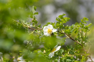 Kunduz gülünün çiçekleri üzerinde çiçek ısıtıcısı