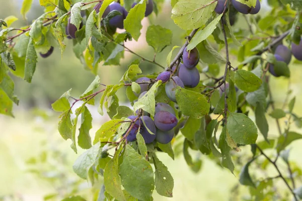 Ein Zweig Mit Blauen Heimischen Pflaumen — Stockfoto