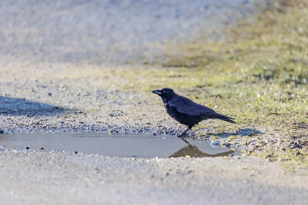 未舗装の道路にある水たまりでカラスが水を飲む — ストック写真