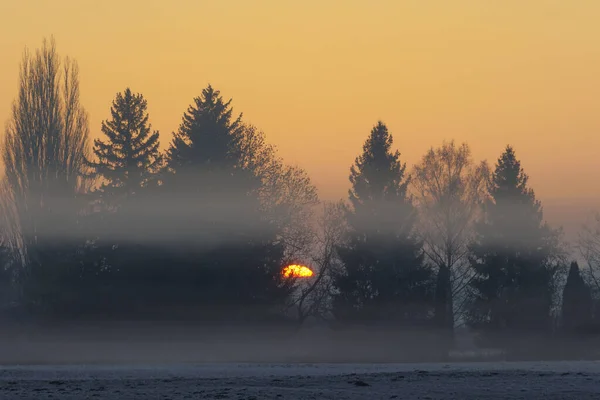 Ochtendmist Het Veld Bij Zonsopgang Aan Rand Van Het Bos — Stockfoto