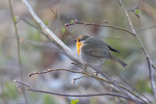 ロビンは枝の上に2021年の鳥 — ストック写真