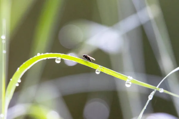 Gotas Lluvia Sobre Hojas Caña Sobre Fondo Borroso — Foto de Stock