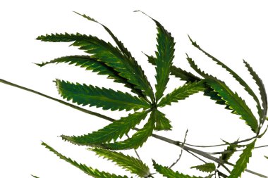 Beyaz arka planda izole edilmiş kenevir bitkisinin yaprakları
