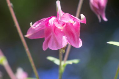 Bulanık bir arkaplan ve sığ bir alan derinliğine sahip bir müktesebatın çiçekleri