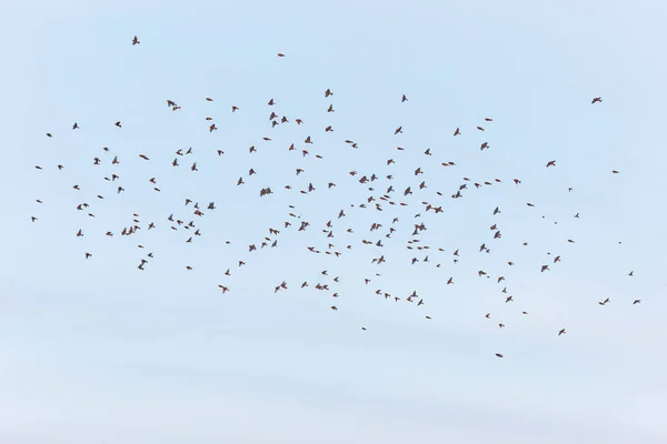 Olika Fåglar Flyger Flock Mot Blå Himmel — Stockfoto