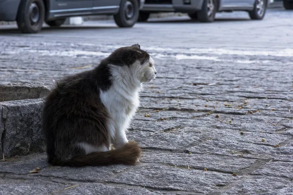 Portrét Zjizvené Pouliční Kočky Malém Pobřežním Městečku Colle Orano Ostrově — Stock fotografie