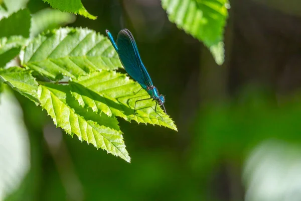 在叶子上的雄性蓝翅蜻蜓 — 图库照片