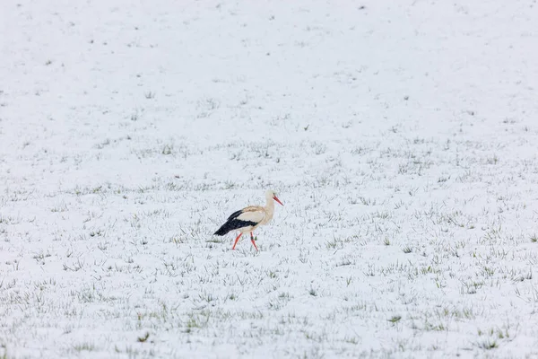 Una Cigüeña Blanca Sorprendida Por Invierno Busca Comida Nieve Biotopo — Foto de Stock